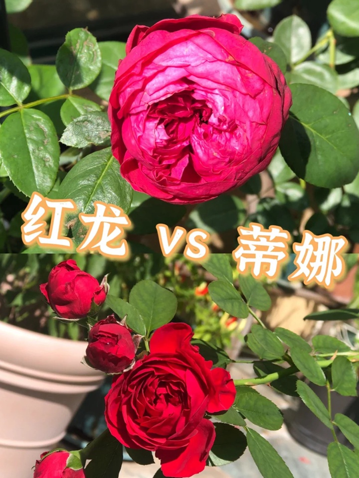 红色龙沙宝石和佛罗仑蒂娜哪个好？