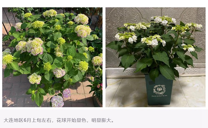 绣球花种植养护需要注意事八大事项
