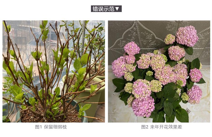 绣球花种植养护需要注意事八大事项