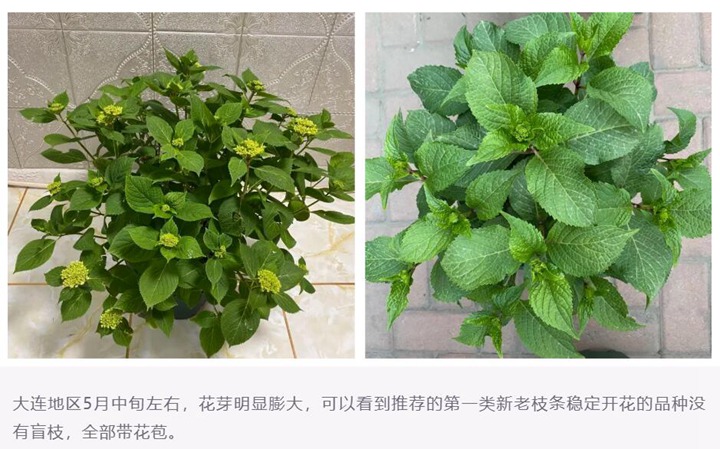 绣球花种植养护需要注意事八大事项