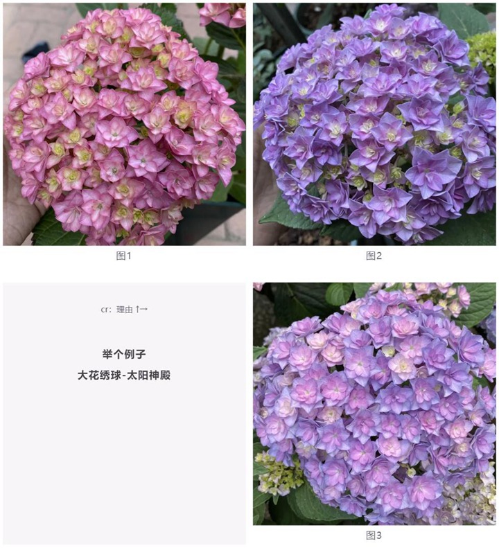 绣球花种植养护需要注意事八大事项
