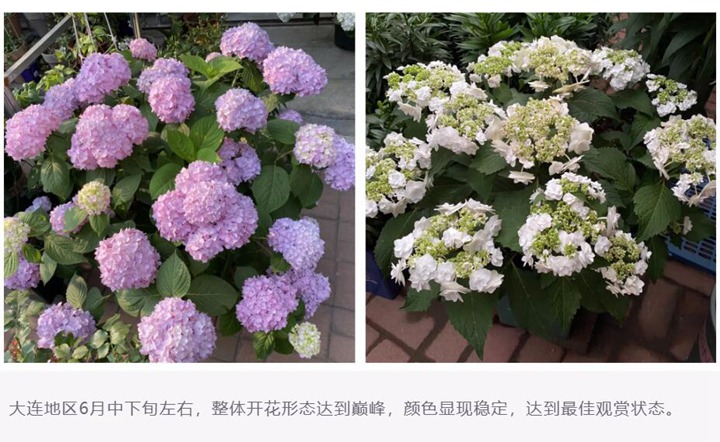 绣球花种植养护需要注意事八大事项