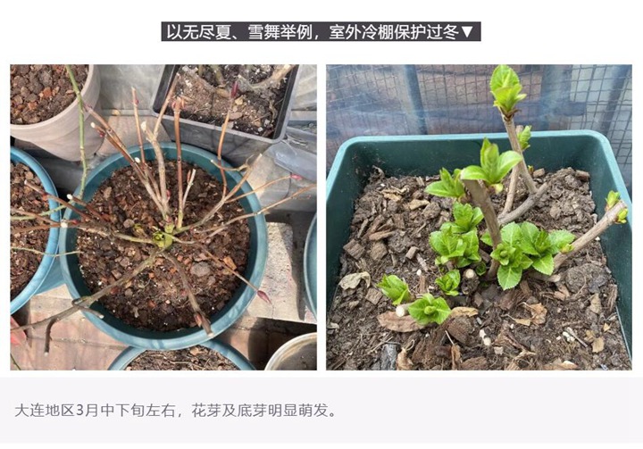 绣球花种植养护需要注意事八大事项
