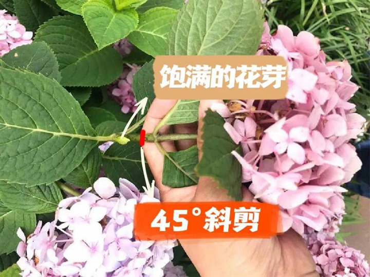 绣球花种植养护需要注意事八大事项