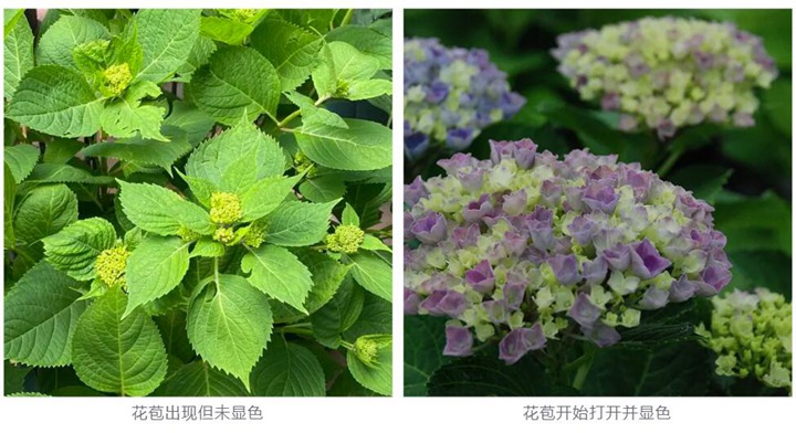 绣球花种植养护需要注意事八大事项