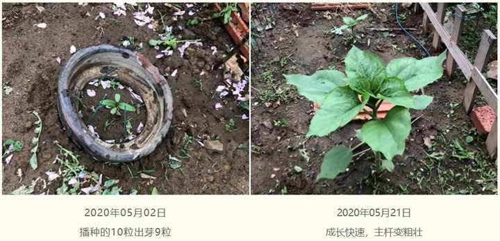 向日葵种子种植经验分享