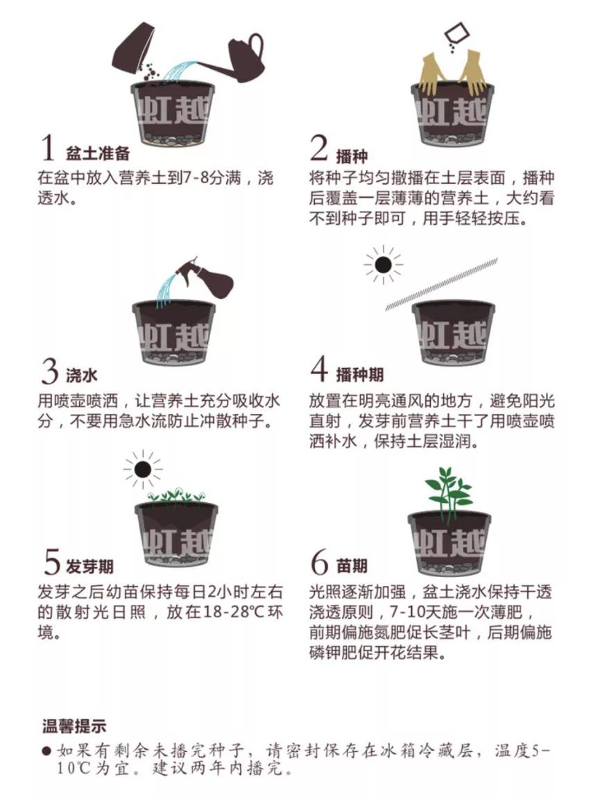 秋季播种春季开花的草花品种推荐