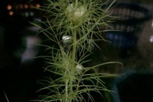 波斯宝石什么时候播种最好（附种植方法）