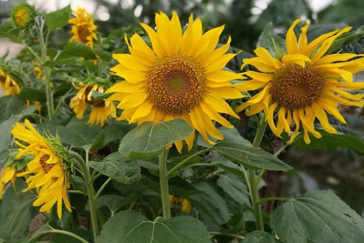 多头向日葵种子怎么种植 多头向日葵如何养护 花草百科