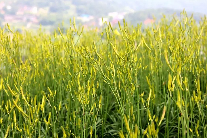 黄花菜