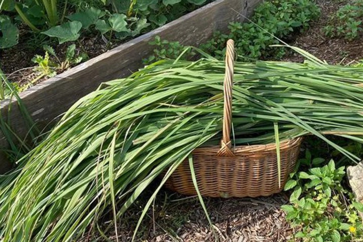 柠檬香茅草