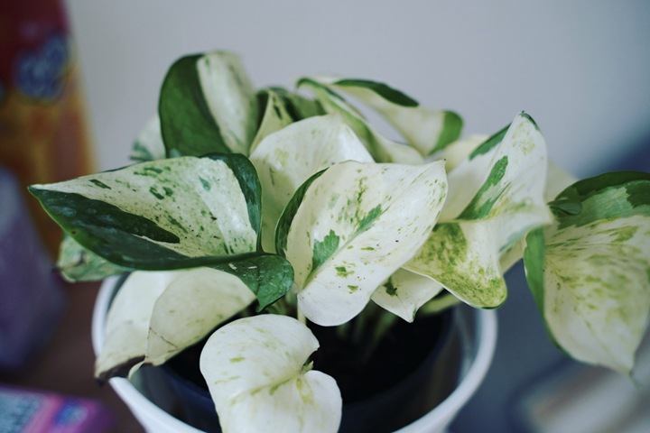 快乐叶子（Pothos 