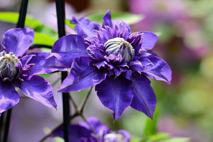 紫光铁线莲