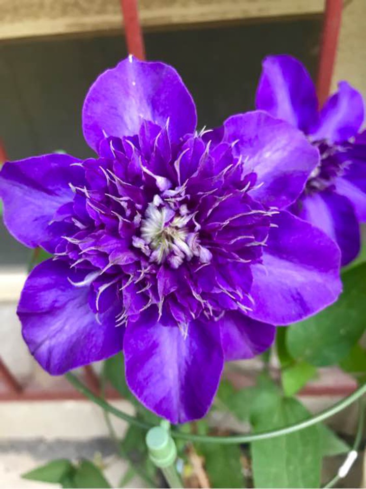紫光铁线莲
