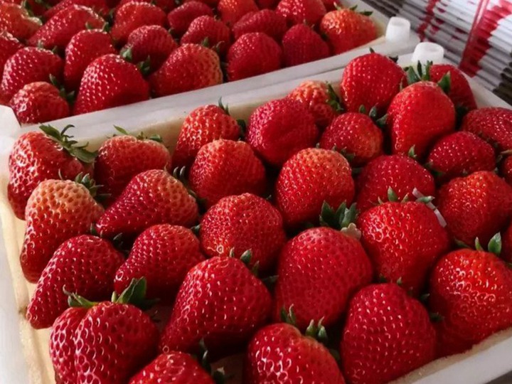 秋冬草莓季，如何种出好吃的草莓？