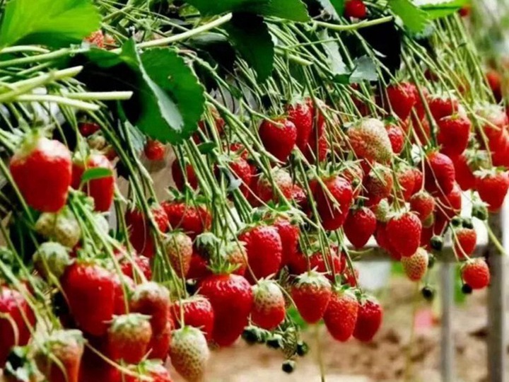 秋冬草莓季，如何种出好吃的草莓？