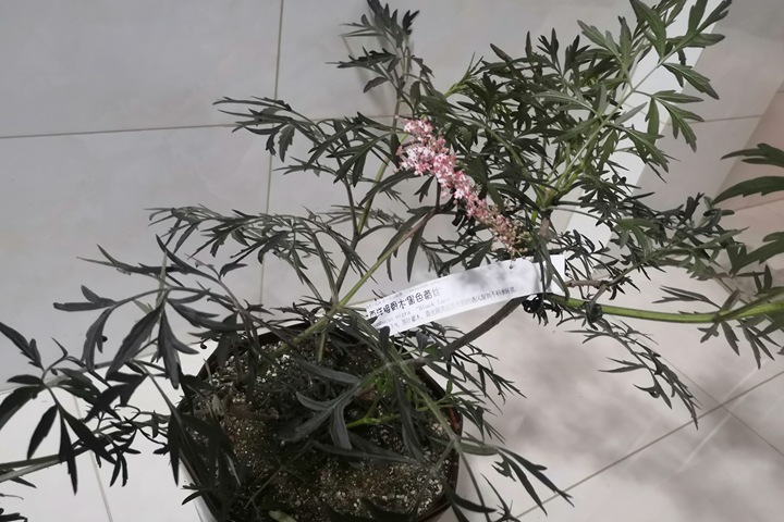 暗黑系植物——黑色蕾丝接骨木