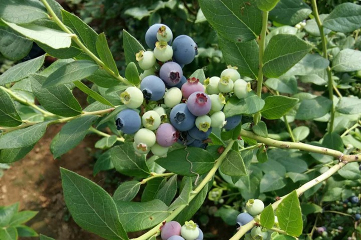 蓝莓品种有哪些，蓝莓品种如何选择？