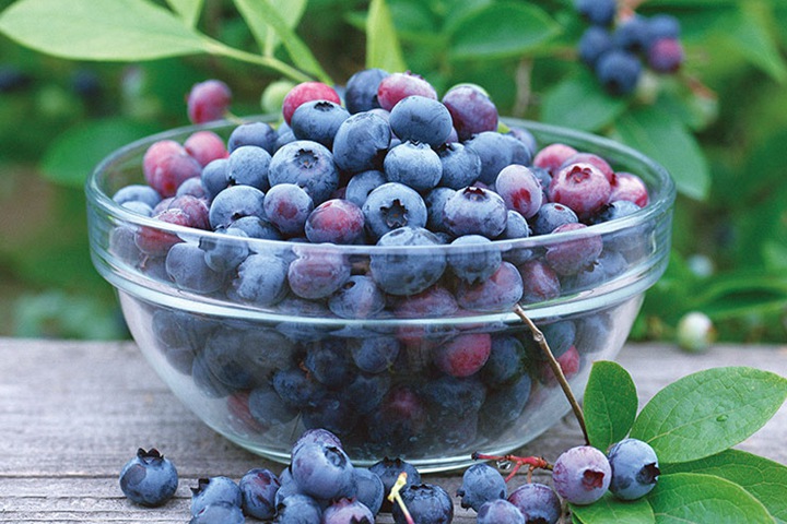 蓝莓品种有哪些，蓝莓品种如何选择？