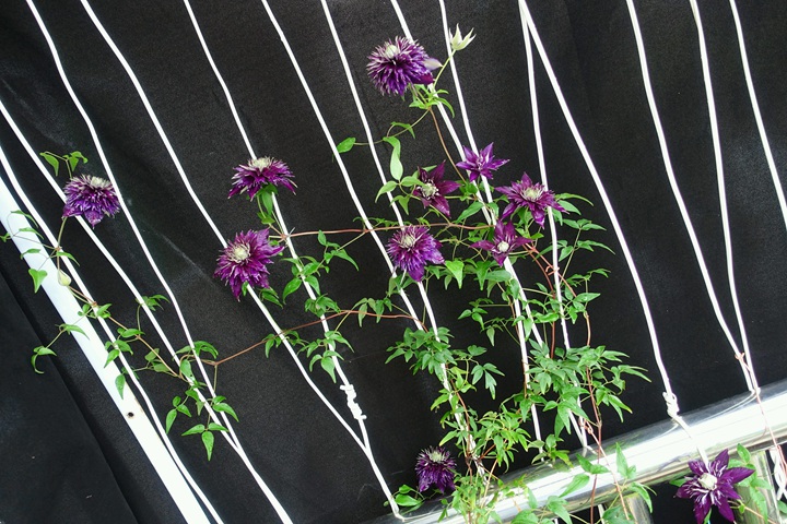 紫子丸铁线莲