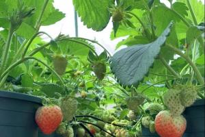 盆栽草莓苗种植教程(大佬分享)