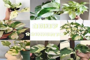 常见的白斑绿萝品种有哪些