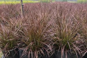 紫叶狼尾草的种植及繁育方法