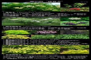 常见的接骨木品种及图片