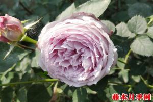 青金石月季的优缺点