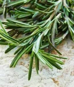 哪些花园植物具有驱蚊功效？