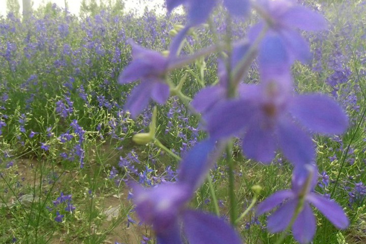 千鸟草种子图片_价格_种植方法