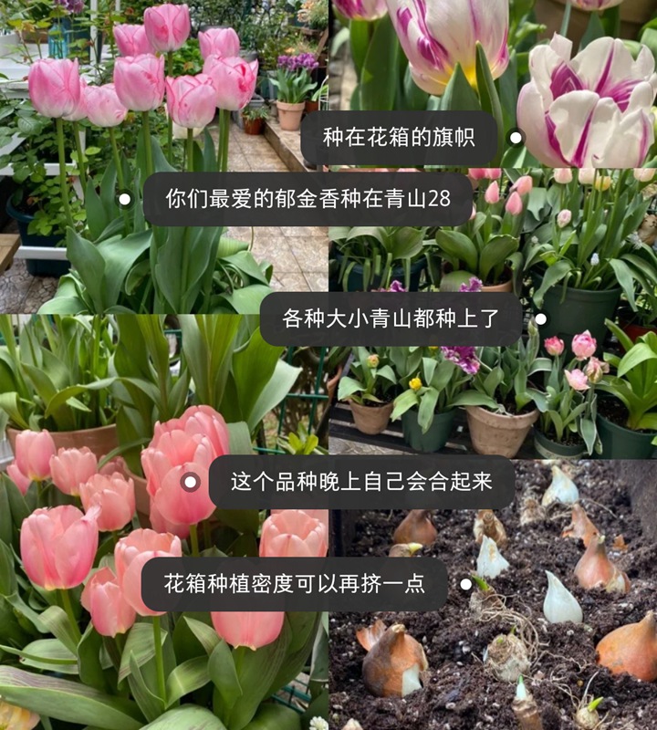 郁金香用什么盆种植，盆栽用什么土比较好