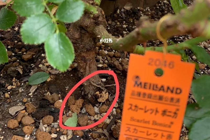月季发现有根瘤如何处理(教科书级解决方案）