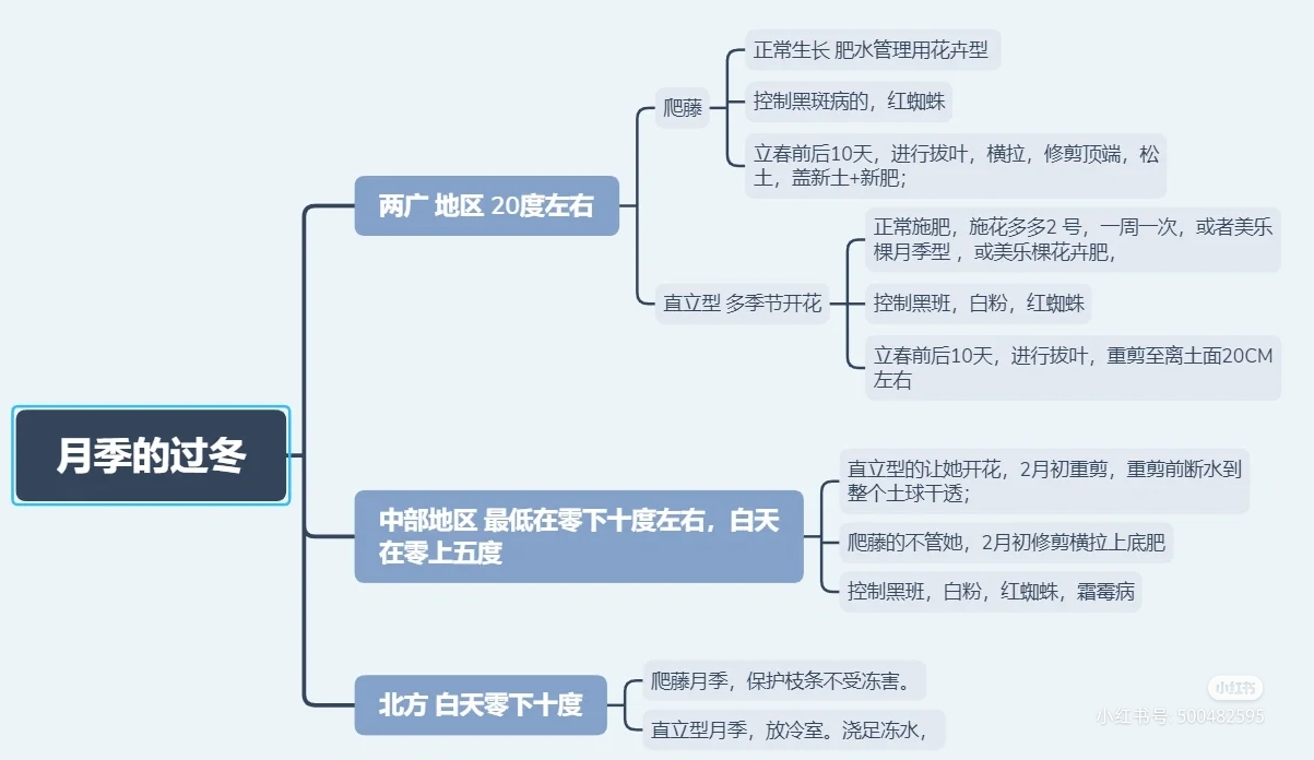 全国各地月季如何过冬(月季安全越冬的注意事项)