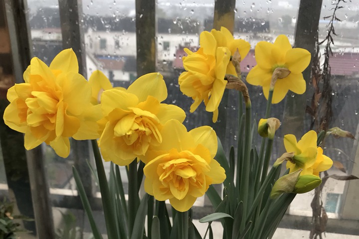 洋水仙的种植养护技巧