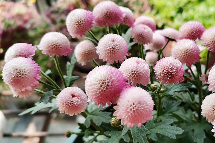 珠玉之卵的花期，怎么养护