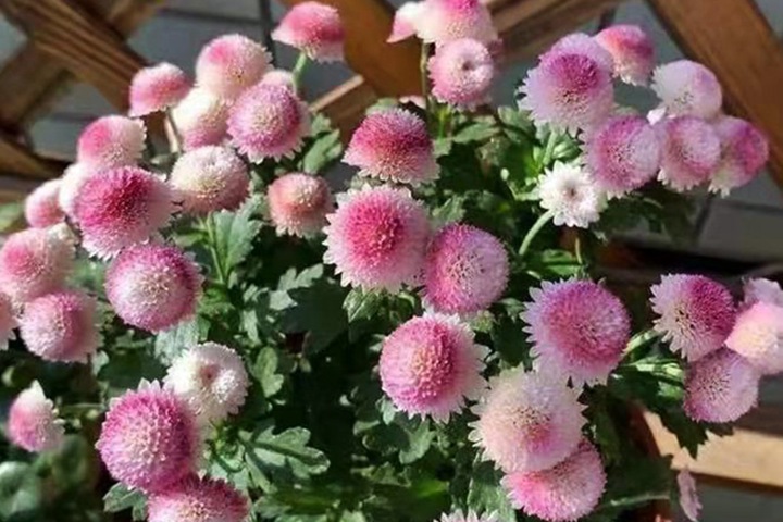 珠玉之卵的花期，怎么养护