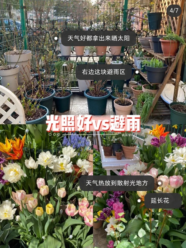 郁金香种植方法与技巧（多图详解）