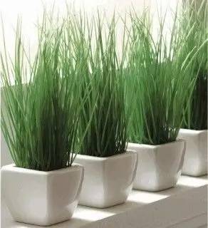 哪些花园植物具有驱蚊功效？