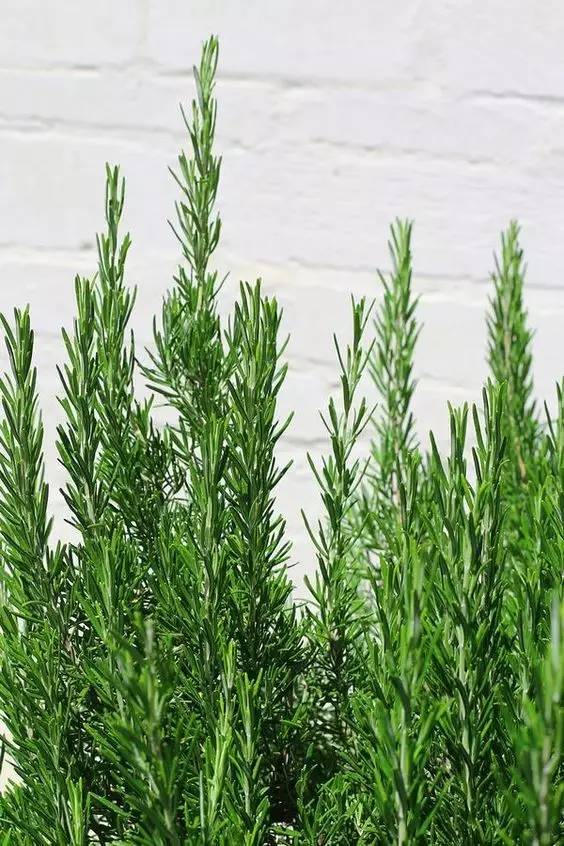 哪些花园植物具有驱蚊功效？