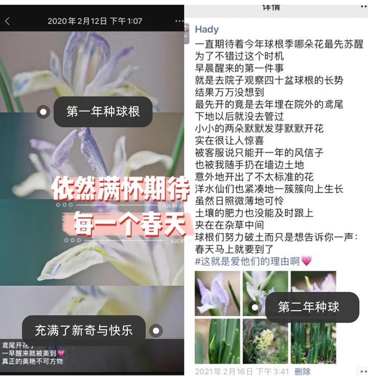 郁金香种植方法与技巧（多图详解）