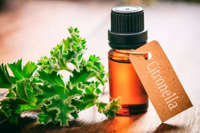 哪些花园植物具有驱蚊功效？