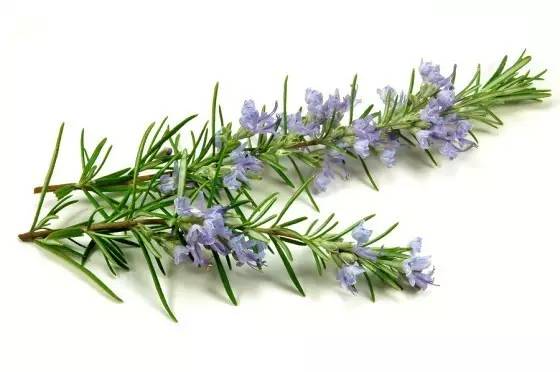 哪些花园植物具有驱蚊功效？