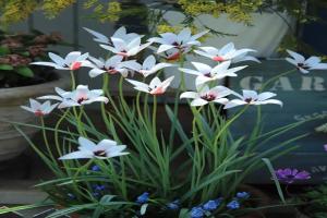 原生郁金香和园艺郁金香有什么区别