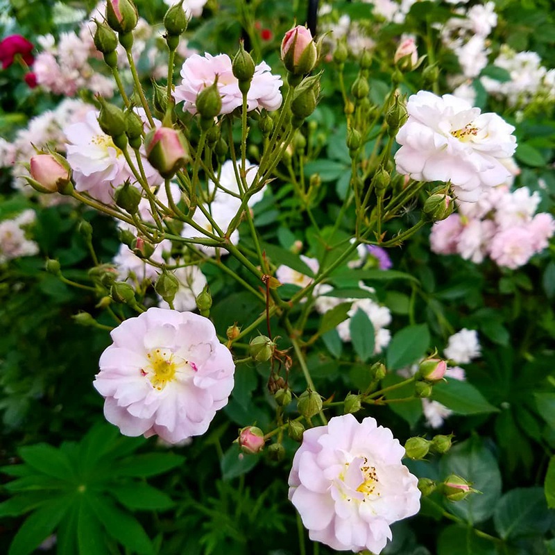 微风香水