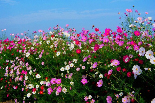 扫帚梅花的花语是什么-扫帚梅花的象征寓意