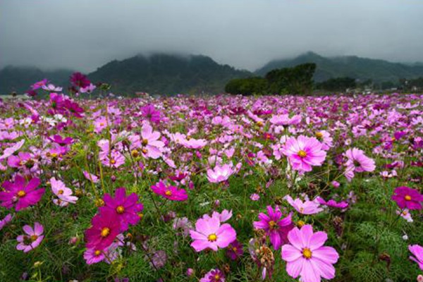 扫帚梅花的花语是什么-扫帚梅花的象征寓意