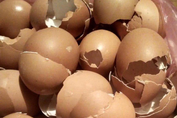 鸡蛋壳如何做肥料,有什么作用