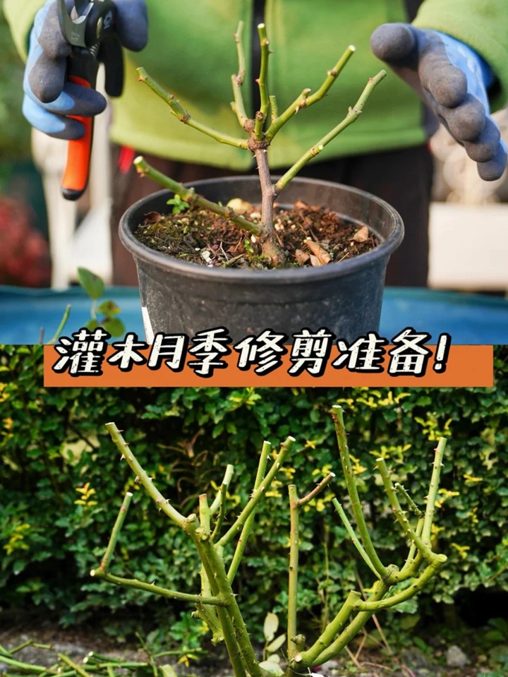 灌木月季冬剪注意事项（满满的干货）