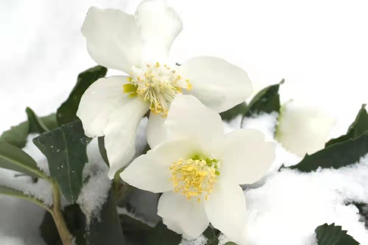 铁筷子冬日恋歌（Helleborus niger）